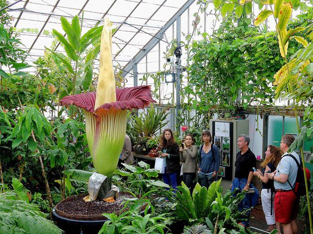 Fakta Bunga Titan Arum, Bunga Tertinggi Di Dunia